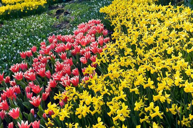 Narcissus 'Peeping Tom', Daffodil 'Peeping Tom', Cyclamineus Daffodil 'Peeping Tom', Miniature Daffodil, Spring Bulbs, Spring Flowers, 'Peeping Tom',Cyclamineus Daffodils, Miniature Daffodils, Yellow daffodil